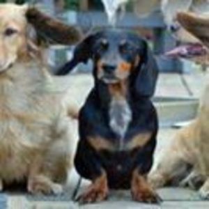 Meet your Posher, Joyce